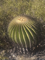 Echinocactus platyacanthus