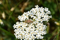 Calocoris roseomaculatus angularis
