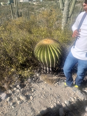 Echinocactus platyacanthus