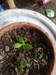 Kalanchoe tomentosa