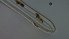 Bacillariophycidae