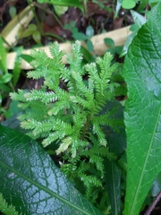 Selaginella delicatula