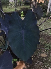 Colocasia
