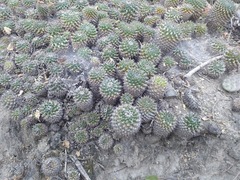 Mammillaria