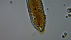 Surirella