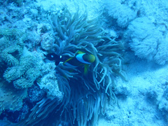 Entacmaea quadricolor