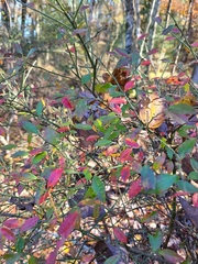 Vaccinium elliottii