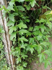 Sphagneticola trilobata