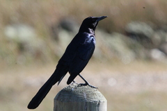 Quiscalus major