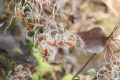 Clematis terniflora