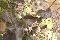 Clematis terniflora