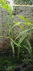 Zingiber officinale