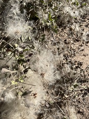 Clematis drummondii