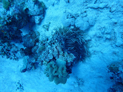 Entacmaea quadricolor