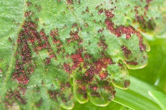 Synchytrium australe