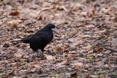Corvus frugilegus