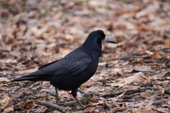 Corvus frugilegus