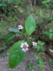 Lantana trifolia