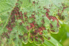 Synchytrium australe