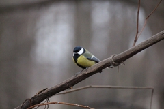 Parus major