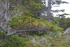Nothofagaceae