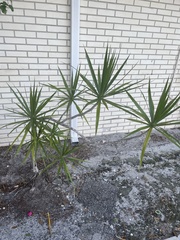 Dracaena reflexa