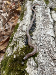 Carphophis amoenus amoenus