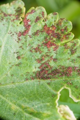 Synchytrium australe