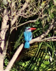 Halcyon senegaloides