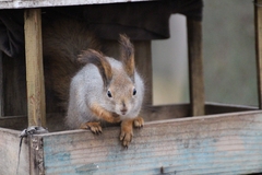 Sciurus vulgaris