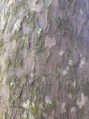 Saxegothaea conspicua