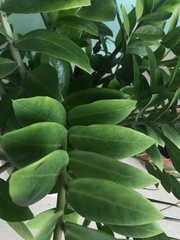 Zamioculcas