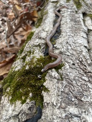 Carphophis amoenus amoenus