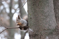 Sciurus vulgaris