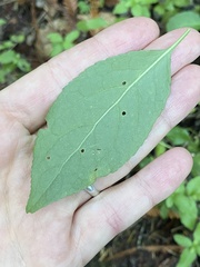 Euonymus occidentalis