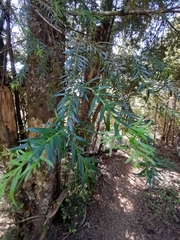 Saxegothaea conspicua