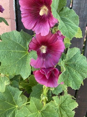 Alcea