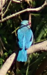 Halcyon senegaloides