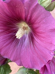 Alcea