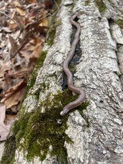 Carphophis amoenus amoenus