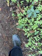 Euonymus occidentalis