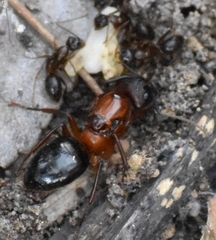 Camponotus atriceps