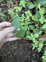 Euonymus occidentalis