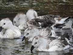 Oressochen melanopterus