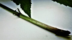 Eutrochium maculatum