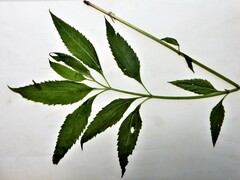 Eutrochium maculatum