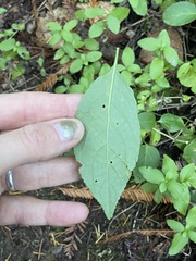 Euonymus occidentalis