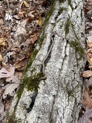 Carphophis amoenus amoenus