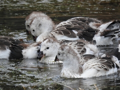 Oressochen melanopterus