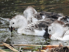 Oressochen melanopterus